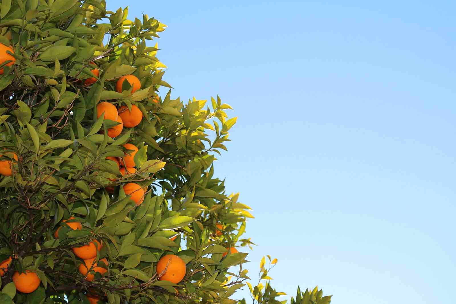Las Naranjas, un alimento muy importante en la dieta